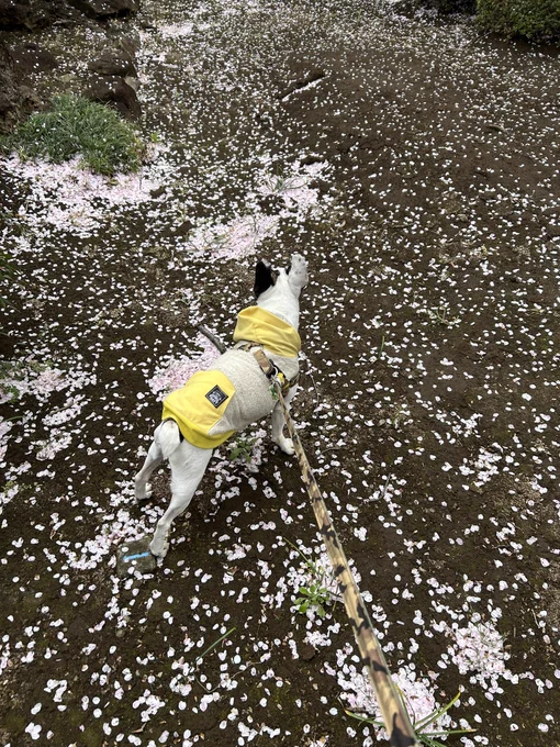 地面の方が満開おはようございます^_^ 