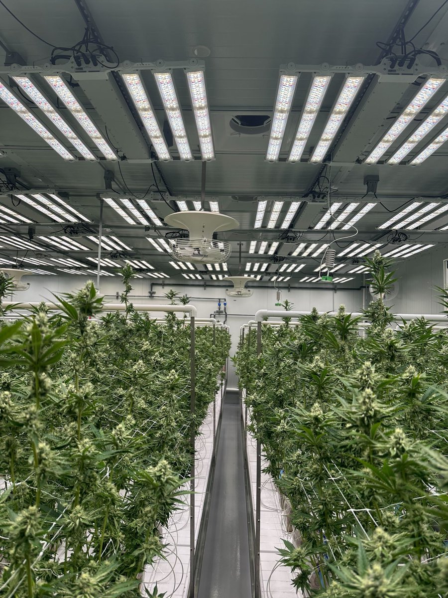 plantsmangroup's tweet photo. Awesome facility visit with the team over at Impressed Cannabis in Mass! We love checking in on our customers and making sure their IPM program stays dialed! Don’t forget we make custom IPM plans for FREE! Don’t wait for a problem to get laced up with a plan by the Plantsman! https://t.co/TJRbiLyYyB