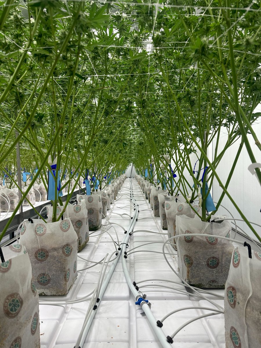 plantsmangroup's tweet photo. Awesome facility visit with the team over at Impressed Cannabis in Mass! We love checking in on our customers and making sure their IPM program stays dialed! Don’t forget we make custom IPM plans for FREE! Don’t wait for a problem to get laced up with a plan by the Plantsman! https://t.co/TJRbiLyYyB