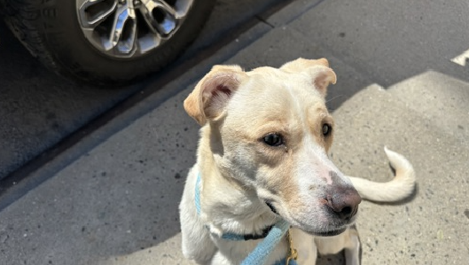 🐾5-y/o Kala came in an underweight stray end of March, scanned chip+. Initially very fearful/ cowered, flinched, hid &amp; would only take treats when staff was not near. More recently she is waggy, has been on walks &amp; was neutral passing strangers &amp; greeting a helper dog. Need