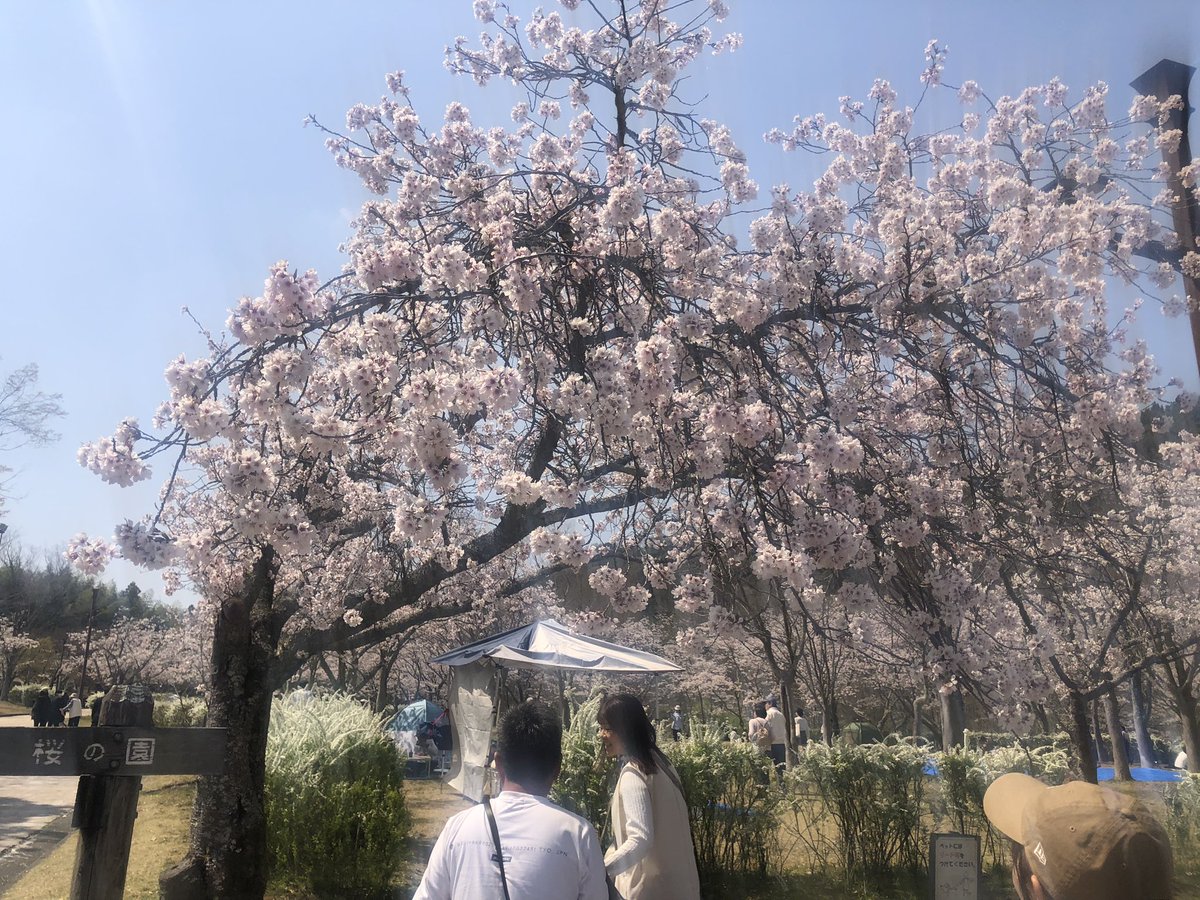 今週、西条は🌸満開。研究室のメンバーで花見しました。
