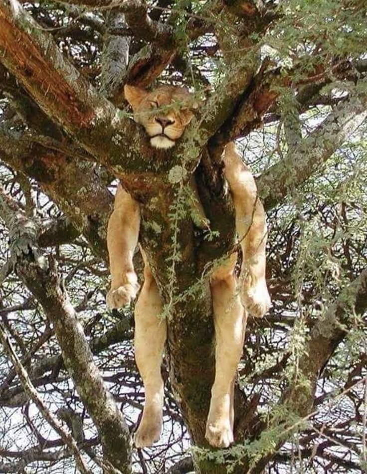 cheykh tayb (@ctayb13492) on Twitter photo 