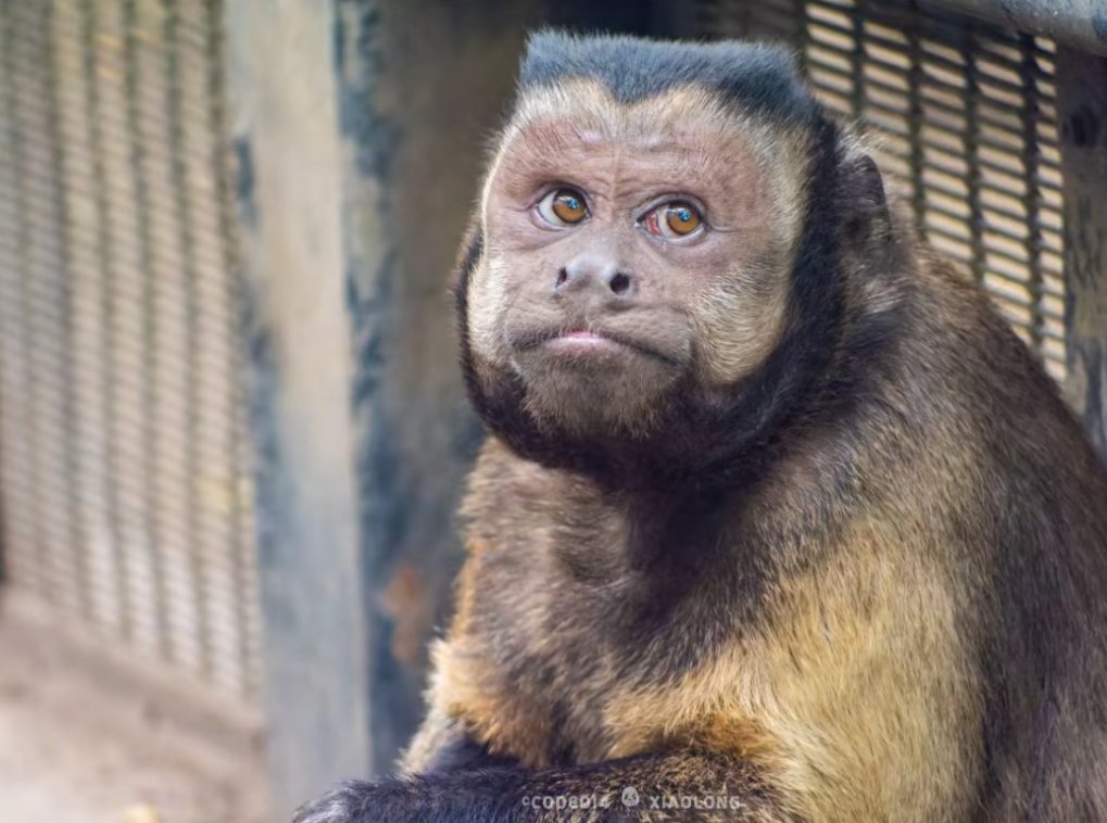 MiStphen's tweet photo. @JDVance so this monkey trying start a war https://t.co/ojsGxifCBy