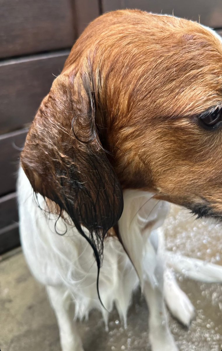30R9gmaMUy3guDJ's tweet photo. シャワーを浴びるデコピン🐶

大谷選手が自身のインスタに投稿
本日はオフ日で家族との時間を楽しんだ模様！

(via:shoheiohtani / IG)
#大谷翔平 #ドジャース https://t.co/CacUUj9Vuj