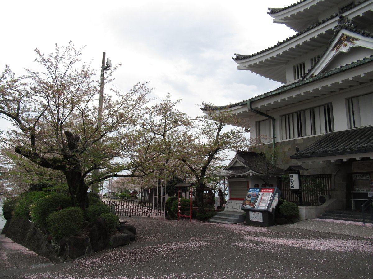 AtamiCastle's tweet image. 熱海城さくら開花状況です。本日昨日の雨でお城前桜は葉桜となりました。庭園手前も葉桜となり、庭園奥は何とかまだ見れる感じです。#熱海城 #熱海 #葉桜 #桜 #さくら #ソメイヨシノ #Atami #SAKURA #Atamicastle