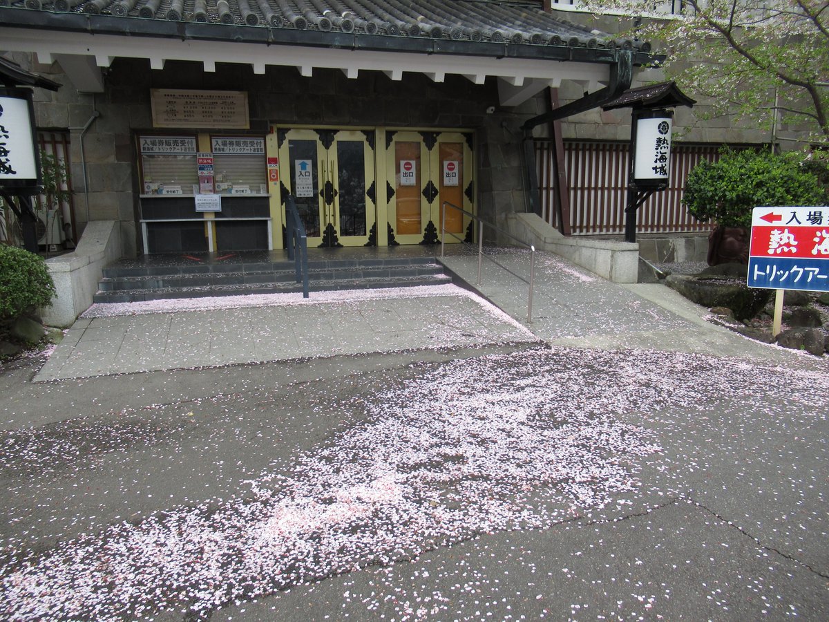 AtamiCastle's tweet image. 熱海城さくら開花状況です。本日昨日の雨でお城前桜は葉桜となりました。庭園手前も葉桜となり、庭園奥は何とかまだ見れる感じです。#熱海城 #熱海 #葉桜 #桜 #さくら #ソメイヨシノ #Atami #SAKURA #Atamicastle
