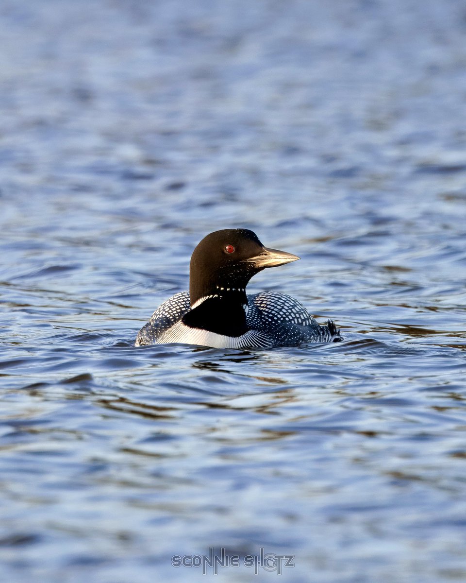 SconnieShotz's tweet image. Common Loon 
.
Park Lake in Pardeeville, WI is a stopover point for Common Loons on their way to their breeding grounds. It’s always a treat seeing - and hearing - them during their visit. 
.
#pardeeville #wisconsin #commonloon #wildlife #wildbird #wildlifephotography