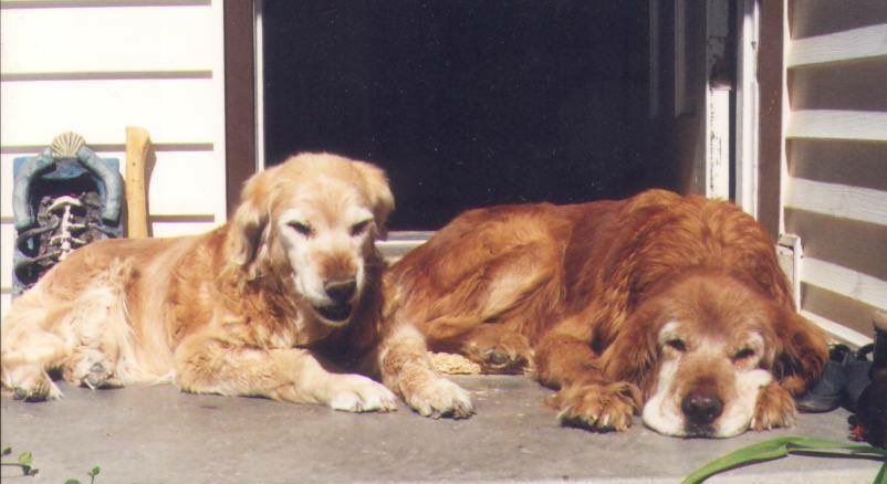 Seasatz60's tweet photo. I like dogs
#dogs
#ThankDog https://t.co/MgBckJxQDX