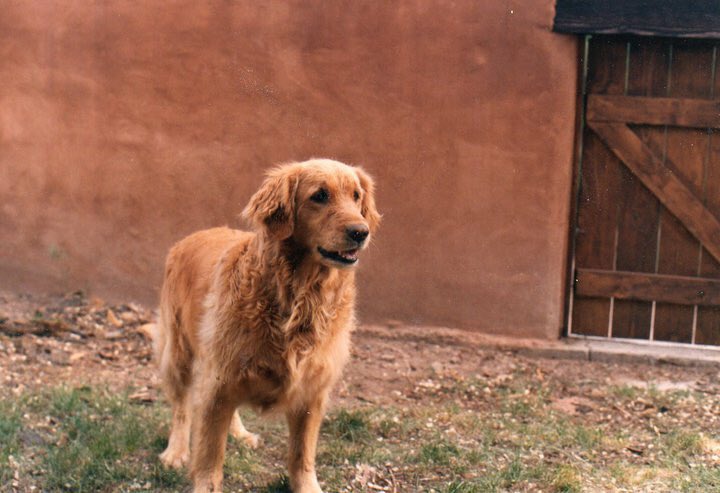 Seasatz60's tweet photo. I like dogs
#dogs
#ThankDog https://t.co/MgBckJxQDX
