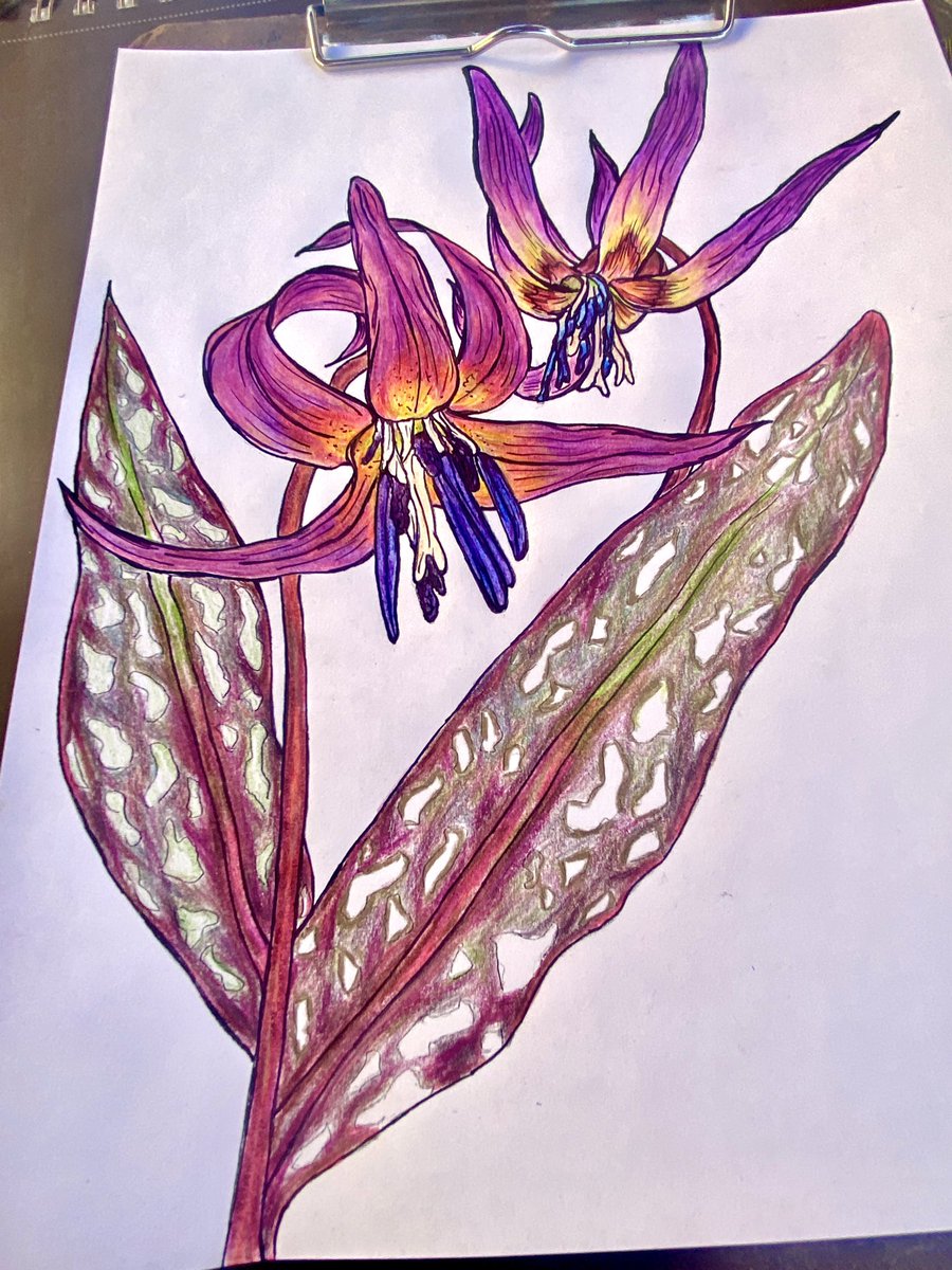 MsEntropy's tweet photo. As always, shit light, but — progress thus far today:
#art #artist #pencil #ink #flowers #nature #botany #violet #dogstooth https://t.co/fQLFkNS9Gd