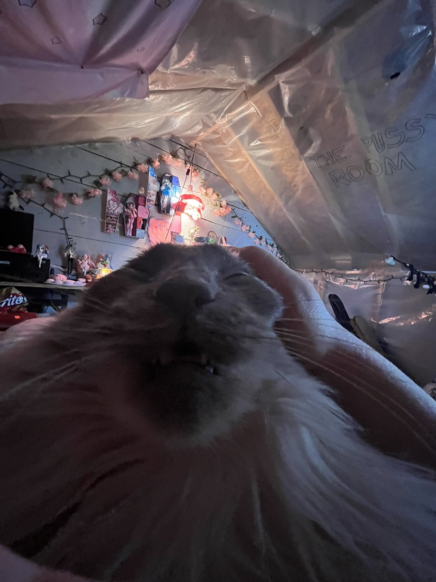 _vanilla_veil_'s tweet image. intro post since I’m more active
My name is Vincent! born and raised in the PNW for 17 years, I’m gonna be taking classes to be a orthotist and make prosthetics soon. Been drawing my whole life
If you want a commission just ask my prices r flexible
Here’s my cat Pumpkin