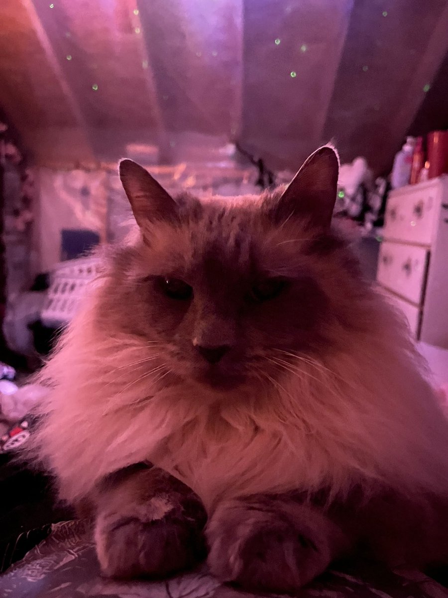 _vanilla_veil_'s tweet image. intro post since I’m more active
My name is Vincent! born and raised in the PNW for 17 years, I’m gonna be taking classes to be a orthotist and make prosthetics soon. Been drawing my whole life
If you want a commission just ask my prices r flexible
Here’s my cat Pumpkin