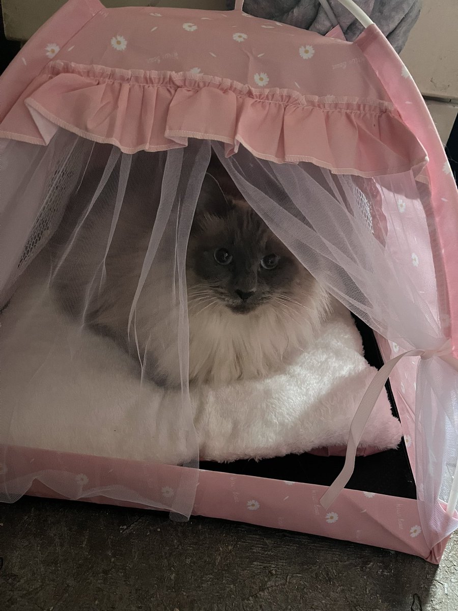 _vanilla_veil_'s tweet image. intro post since I’m more active
My name is Vincent! born and raised in the PNW for 17 years, I’m gonna be taking classes to be a orthotist and make prosthetics soon. Been drawing my whole life
If you want a commission just ask my prices r flexible
Here’s my cat Pumpkin