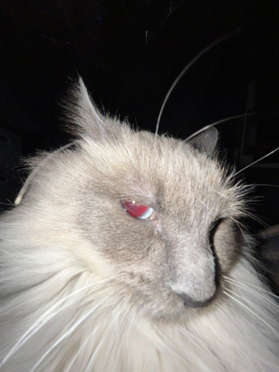 _vanilla_veil_'s tweet image. intro post since I’m more active
My name is Vincent! born and raised in the PNW for 17 years, I’m gonna be taking classes to be a orthotist and make prosthetics soon. Been drawing my whole life
If you want a commission just ask my prices r flexible
Here’s my cat Pumpkin