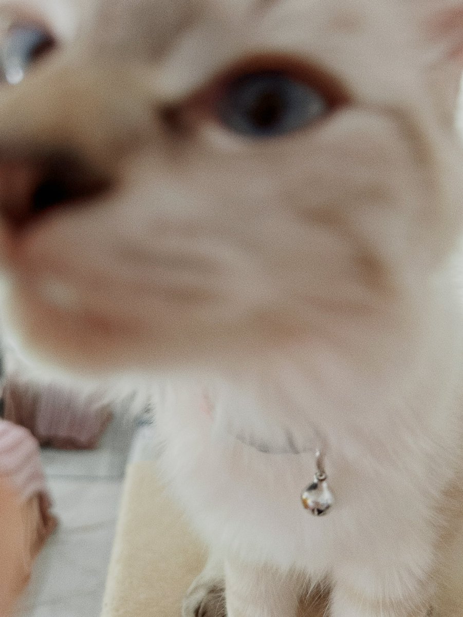 Safi is 6 months old now!
Her colours are getting darker, and her patterns are really starting to shine through. 💕