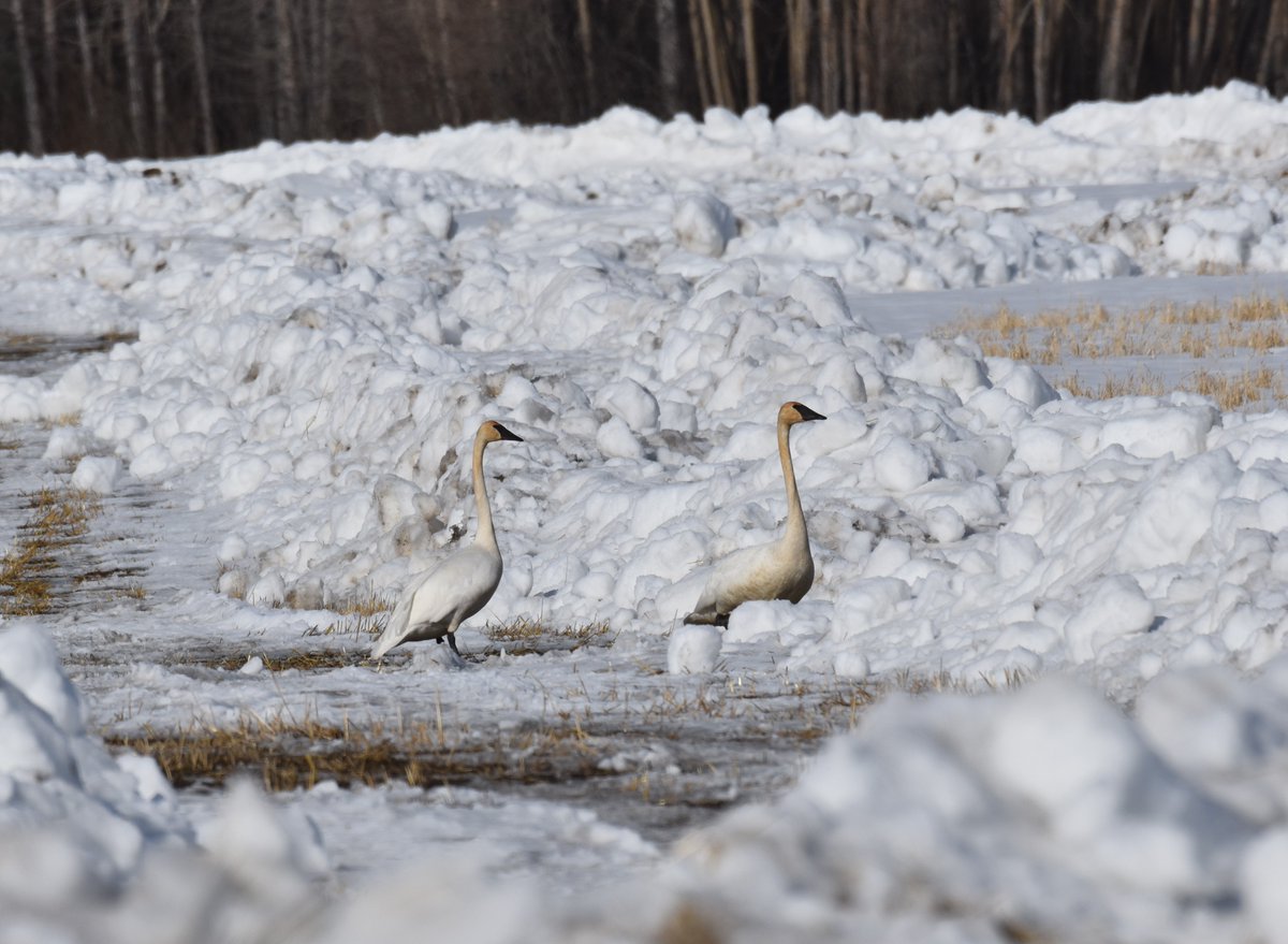 Friendsocf's tweet photo. Spring is officially here! These two Trumpeter Swans touched down here at Creamer's Field just after 4 pm today!
Please stay out of the plowed front viewing field so more migratory birds can gather to feed and rest!
Photo by Melanie Graeff.
#creamersfield #fairbanks #alaska https://t.co/EyJL94xUim