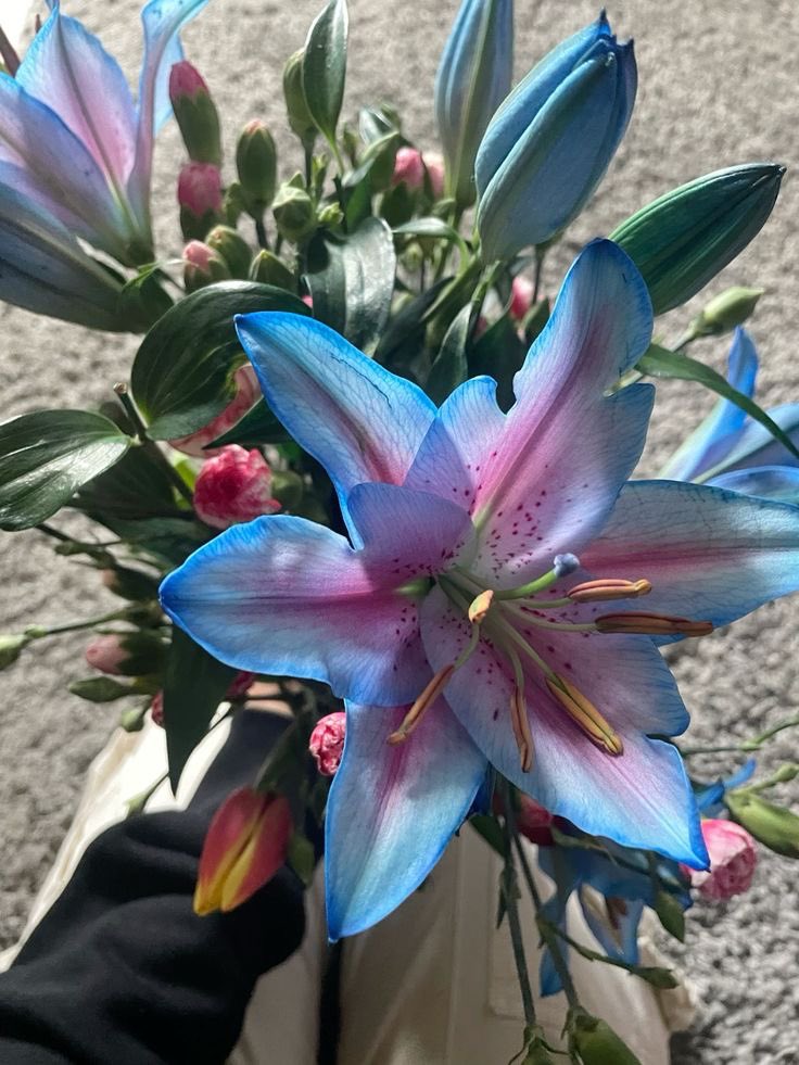 Like the Blue Lily, graceful and rare