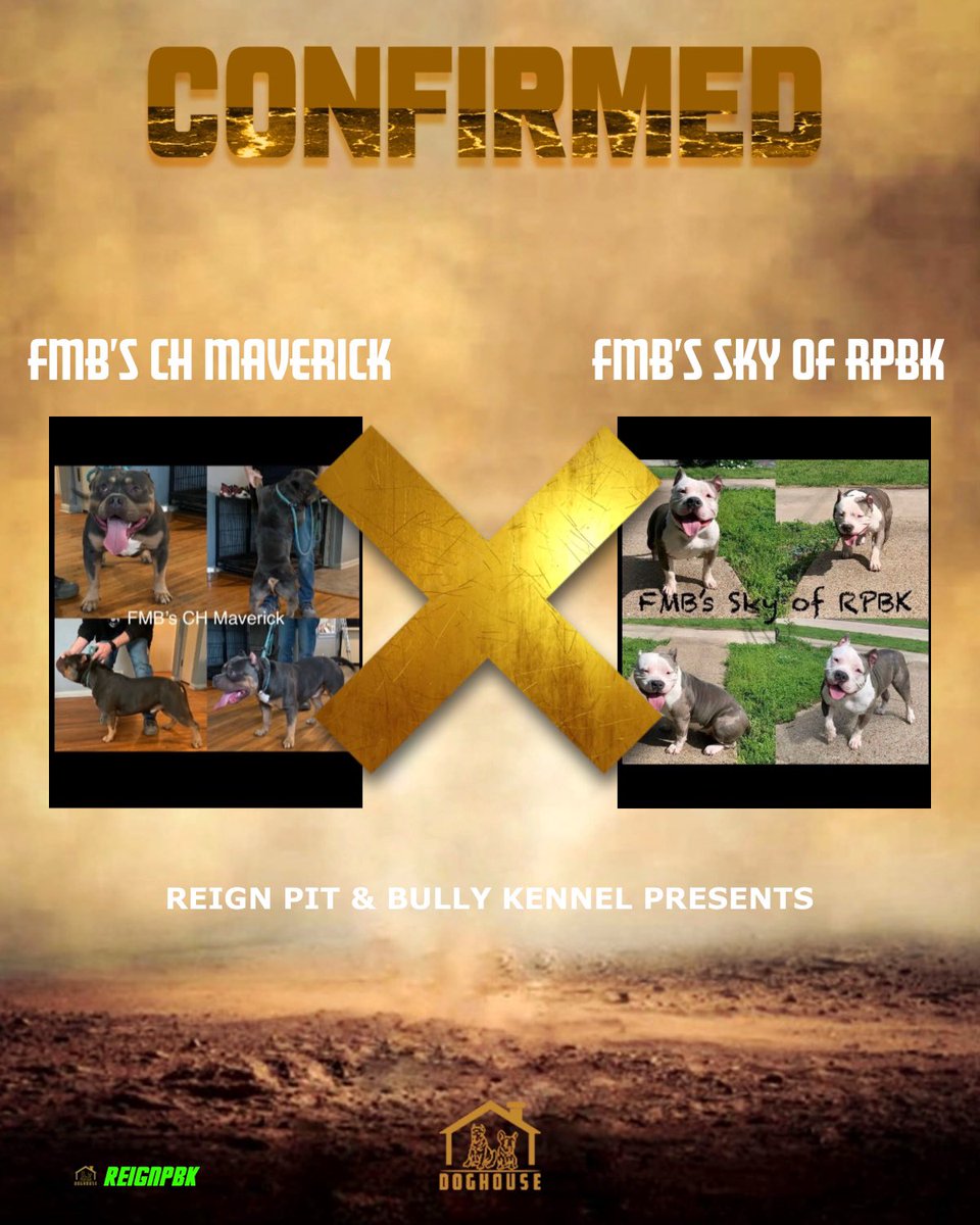 ReignPBK's tweet image. FMB’s CH Maverick X FMB’s Sky of RPBK pups due May 5th, 2025.😍 Banner auto generated by the DogHouse app.🫰#Americanbully #bully #bullies #may #standard #doghouseapp #missouri #pups #puppies
