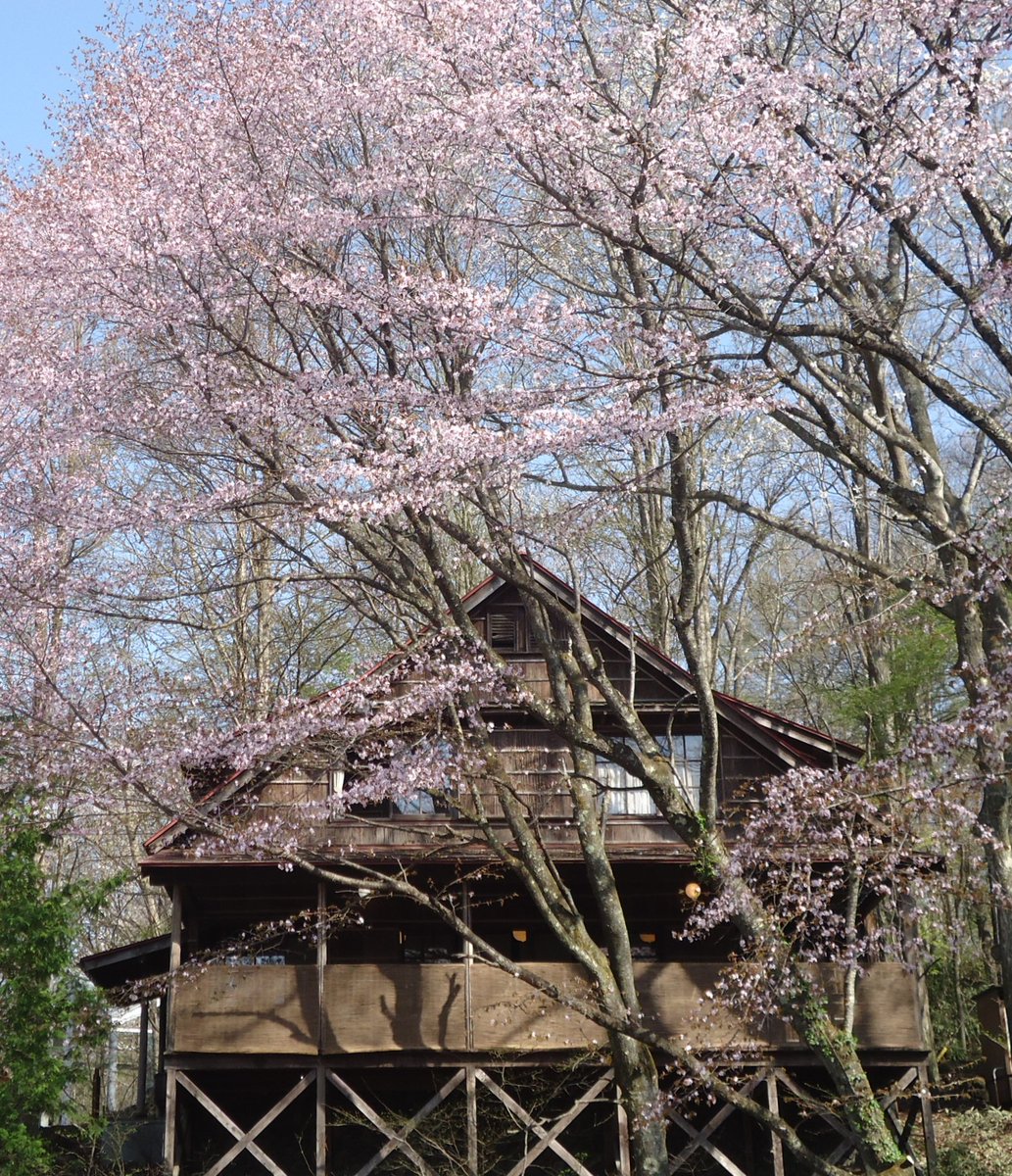きょうから,軽井沢高原文庫敷地内に移築された有島武郎別荘‟浄月庵”1階のカフェ「一房の葡萄」が新年度オープンしました！営業時間11:00~17:00.水·木曜日休み.メニューは珈琲,紅茶,トースト,ケーキなど.高原文庫に入館されなくてもご利用できます.写真は満開のヤマザクラと浄月庵です(2018.4.21撮影）