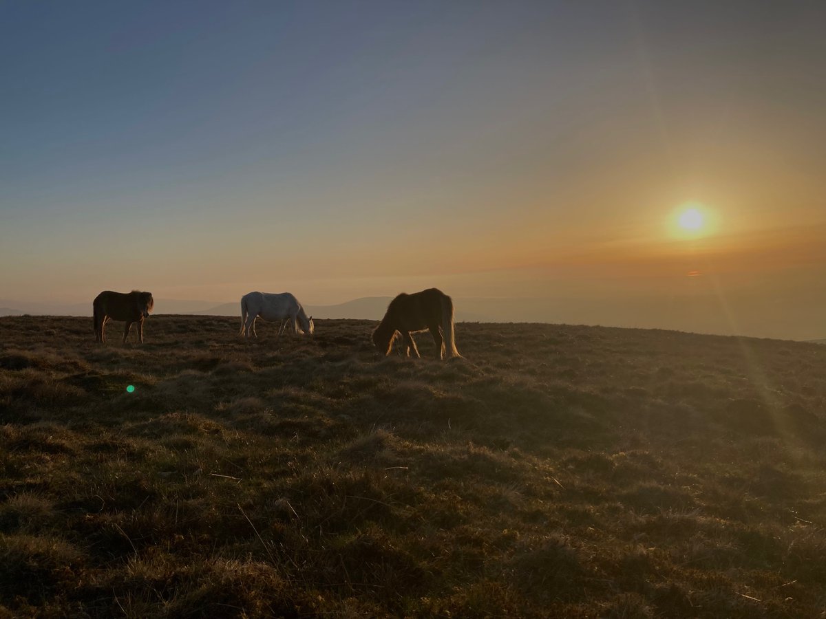 Y machlud neithiwr &amp; Merlod y Carneddau, Mynyddoedd y Carneddau / Sunset yesterday evening with the Carneddau ponies #cymru #wales #sunset #eryri #snowdonia #mountains #ponies