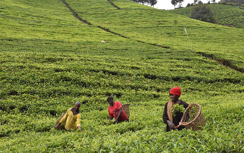 PLATINIWOMELA's tweet photo. 📍Tea Farming in Uganda🇺🇬 https://t.co/GsJ56V7MHG
