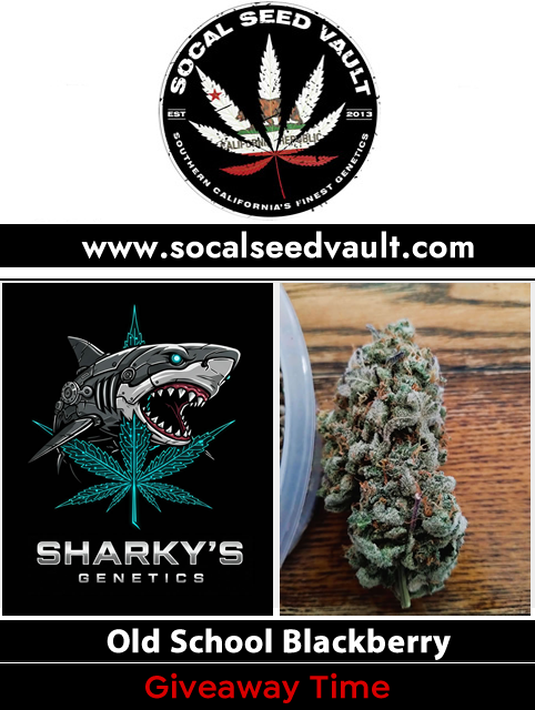 🚨 Giveaway Time - Road to 4:20 🚨

1 of 5 giveaways until 420. This is for Old School Blackberry S1 from Sharky. A new release and will light your garden on fire!

To Enter: Tag 2 friends, Follow, Like and Share

Ends 4-12, Ships 🌎, Good Luck ☘️ B ~ SSV

Get yours today -