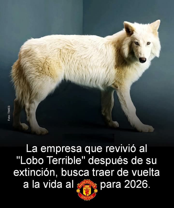 Tottenham Bolivia tweet media