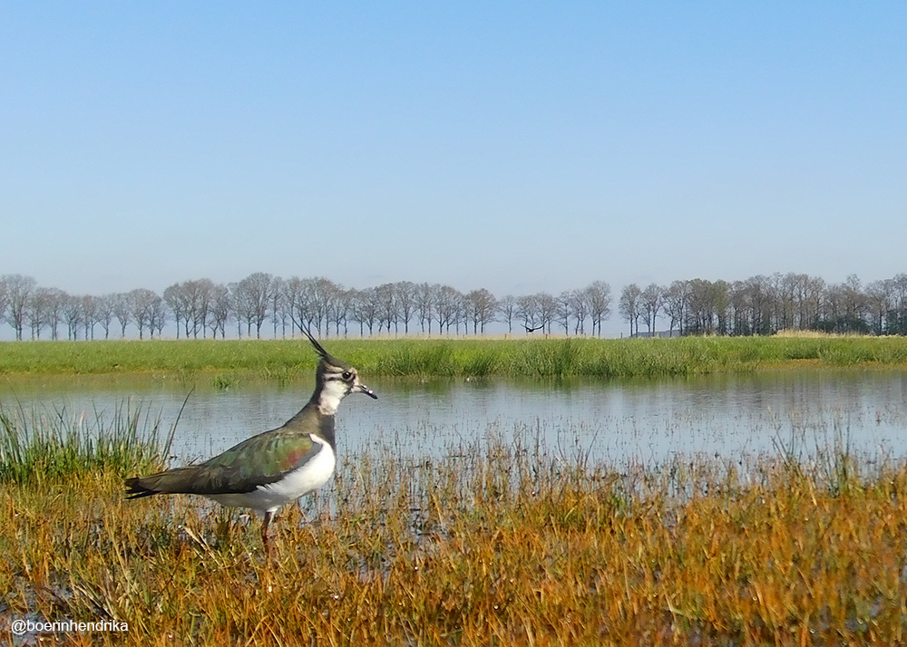boerinhendrika's tweet image. #kievit

#plasdras #weidevogels #boerenlandvogels #weidevogelbeheer #wildcamera 
#boerennatuur💚
#gangbare_landbouw🍀