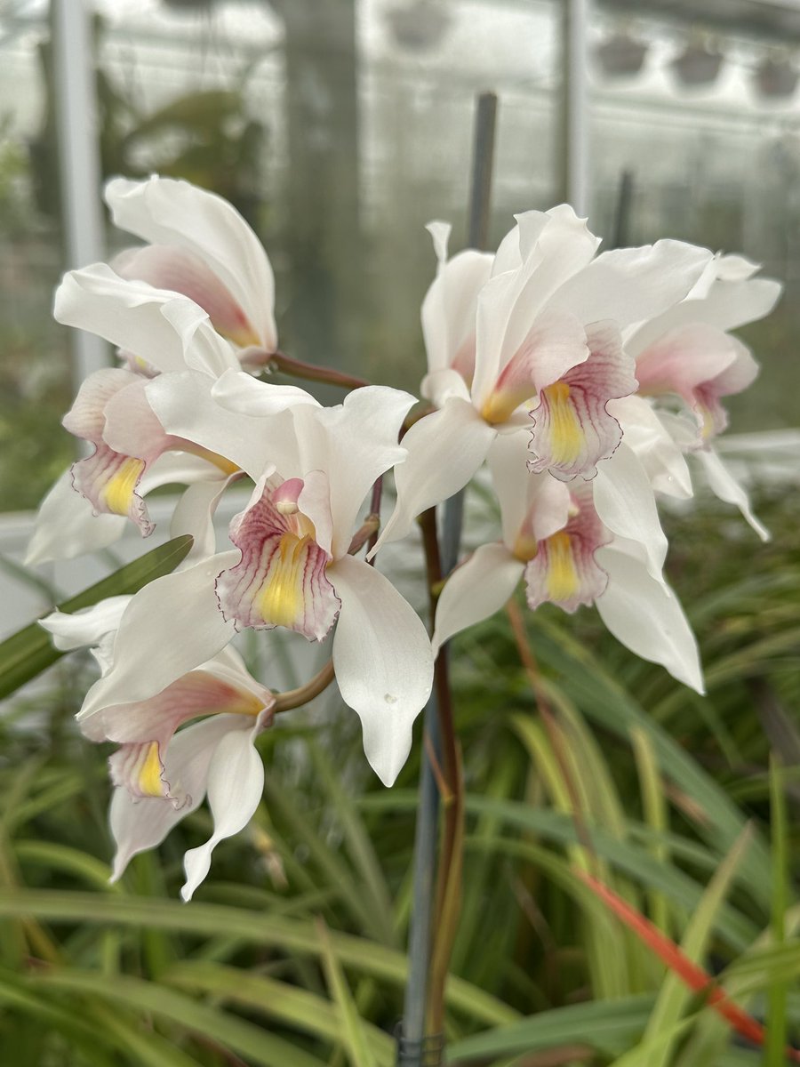 Cymbidium Jinquet (insigne x wenshanense) one of the many stunning hybrids at the Eric Young Orchid Foundation. Always a joy to visit. Thanks to Greg, Mariano and the team for welcoming us and showing us the highlights 🌿

#orchids #orquídeas #nature #conservation