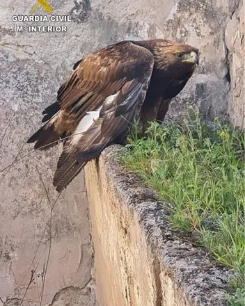 plataforma_NAC's tweet photo. El @AUGC_SEPRONA rescata a un águila real herida por el disparo de un arma de caza
El ave tiene bajo el pecho un perdigón de cartucho de caza
Disparar a una especie protegida es un delito previsto en el Código Penal
DENUNCIA: 112, 062 y ALERTCOPS

Noticia: https://t.co/RwvOAhsUfh https://t.co/JyDhucPUCj