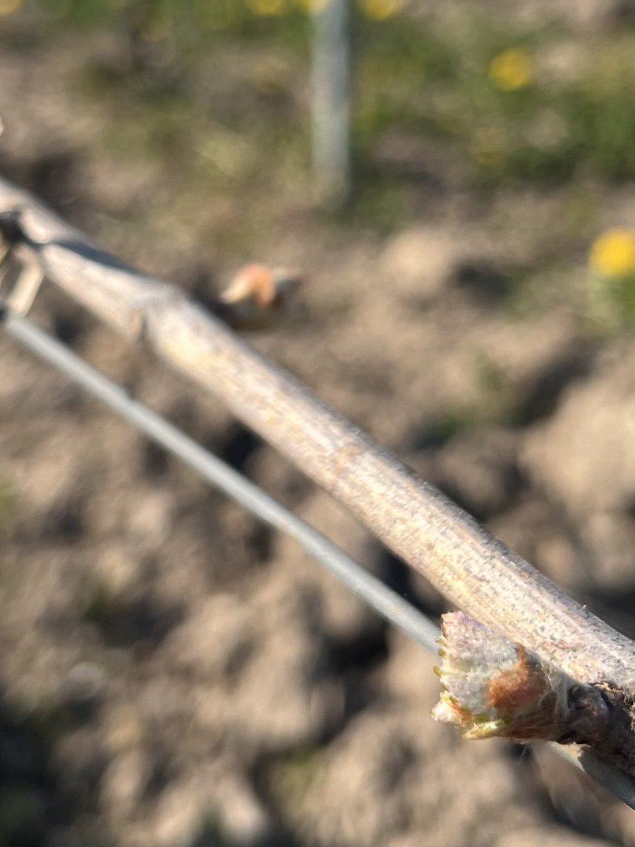 LouisRoederer_'s tweet photo. Pinot noir from “Pisserenard Voyette”, Verzenay, is now starting to bud break. This sunny week in #Champagne has been just perfect for an even bud break all over our vineyards! #Spring #Beauty #HandinHandwithNature #Organic #Permaculture #InPursuitofTaste -JBL https://t.co/Yh0wMkuDzH