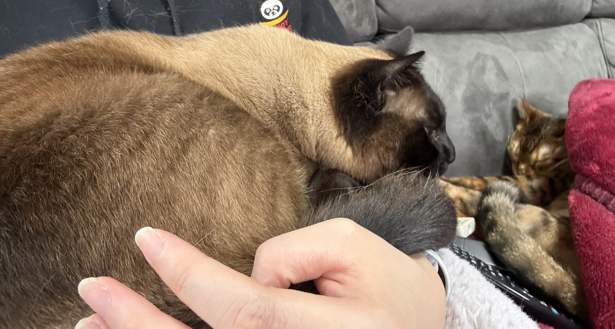 NEKOYUME_KOBO's tweet photo. ごろごろのあくん
むぎゅむぎゅばろんさん

 #猫のいる暮らし  #猫好きさんと繋がりたい  #ねこのいる幸せ https://t.co/FfZoIVE7xA