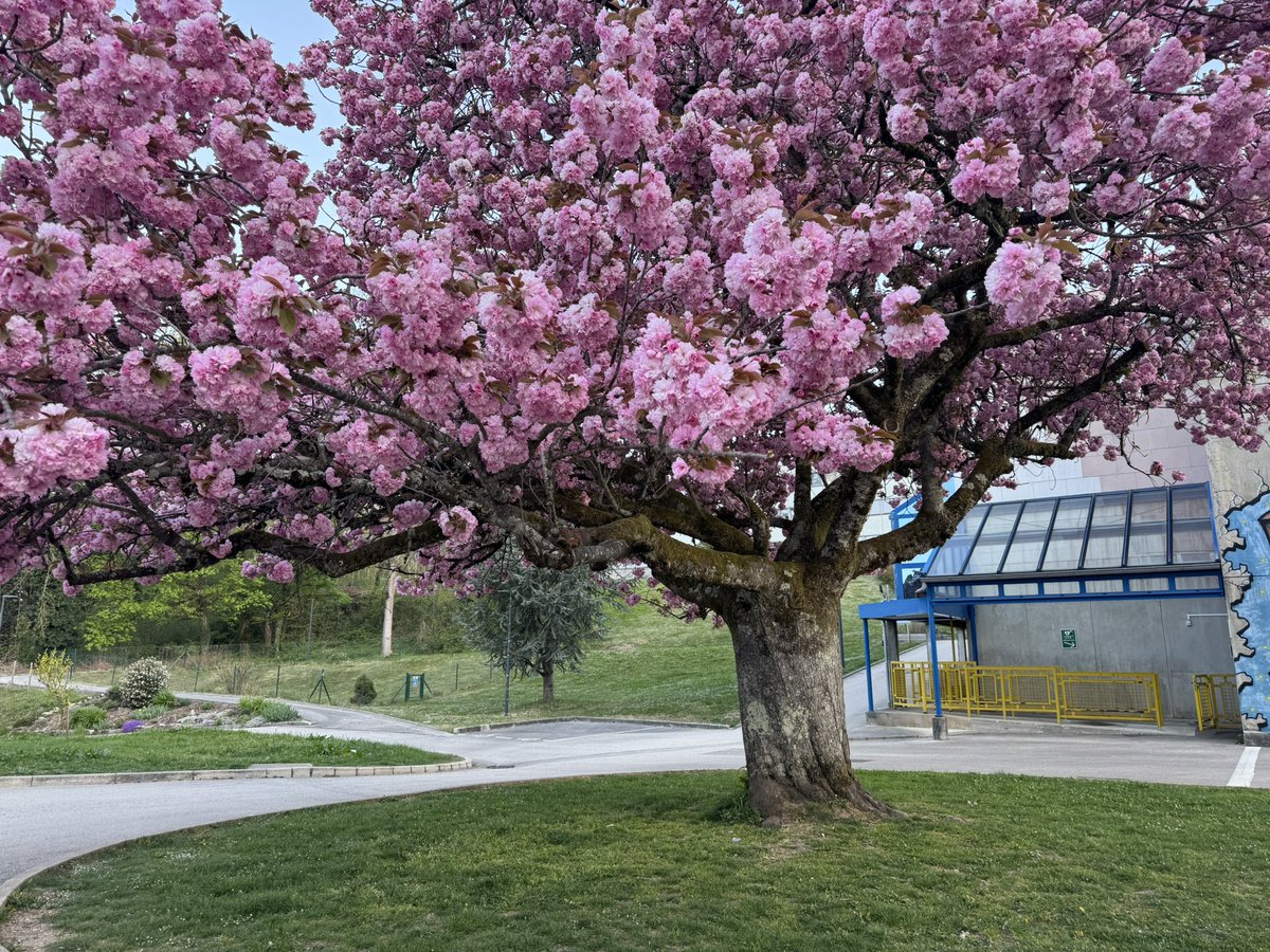 Thibault Bornier tweet media