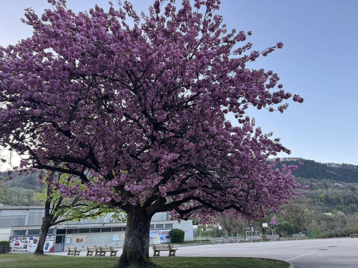 Thibault Bornier tweet media