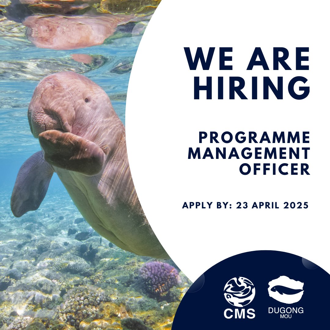 #JobOpportunity! Are you passionate about migratory animals? Do you have experience in environmental project management? 

Join the CMS Secretariat as Programme Management Officer at its Abu-Dhabi, UAE office.  

🖱️ Apply by 23 April. More details here: careers.un.org/jobSearchDescr…