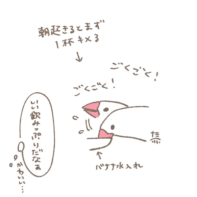 我が家の文鳥メモ 
