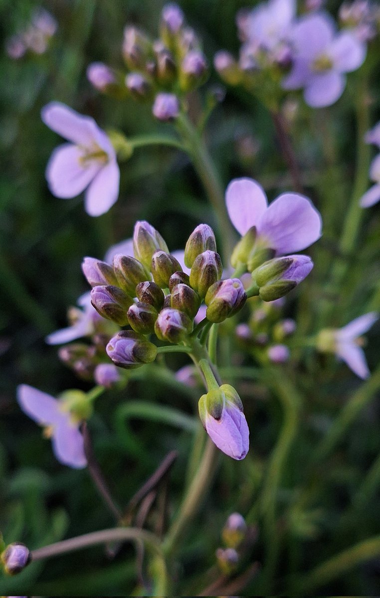 🌿🌸💜🌿

#FlowersOnX 
#FlowersOnFriday