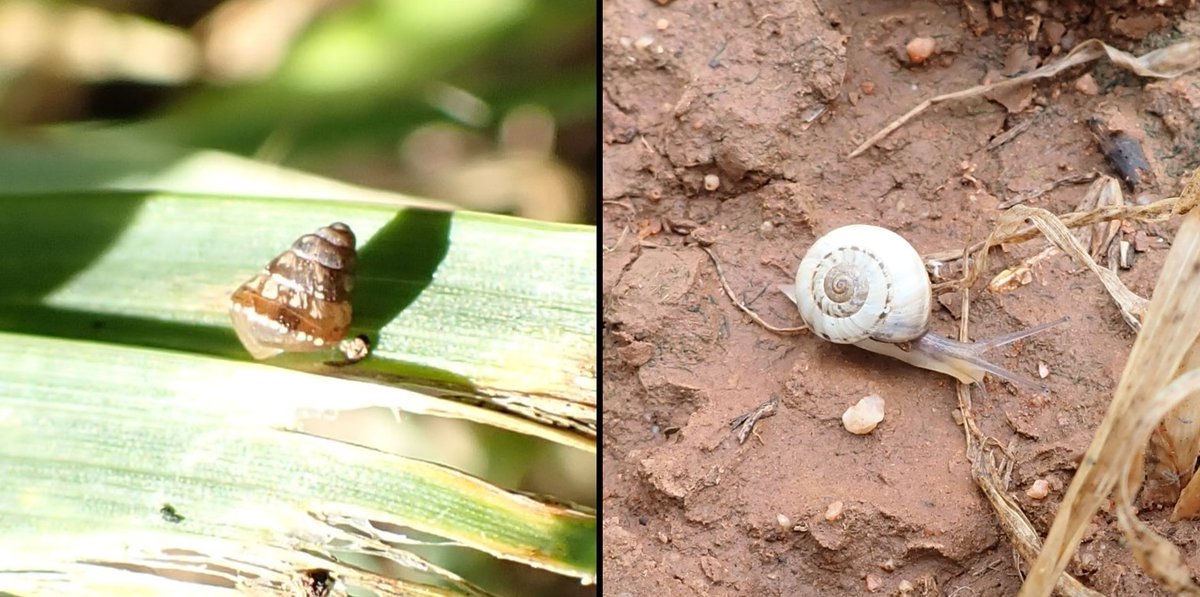 My thoughts on #snail control this autumn, given current weather patterns and snail populations, in <a href="/PestFactsSARDI/">PestFactsSA</a> Issue 1: tinyurl.com/3k6fb2n6 🐌 
<a href="/theGRDC/">GRDC</a> #moreffectivecontrol