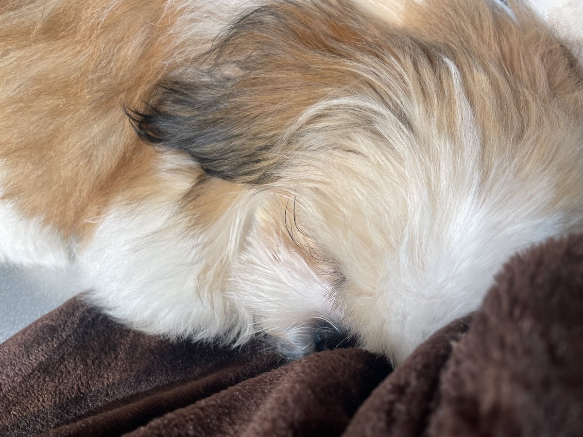 usa36789's tweet photo. 犬と触れ合って来た✌️ https://t.co/RZKe3N77EV