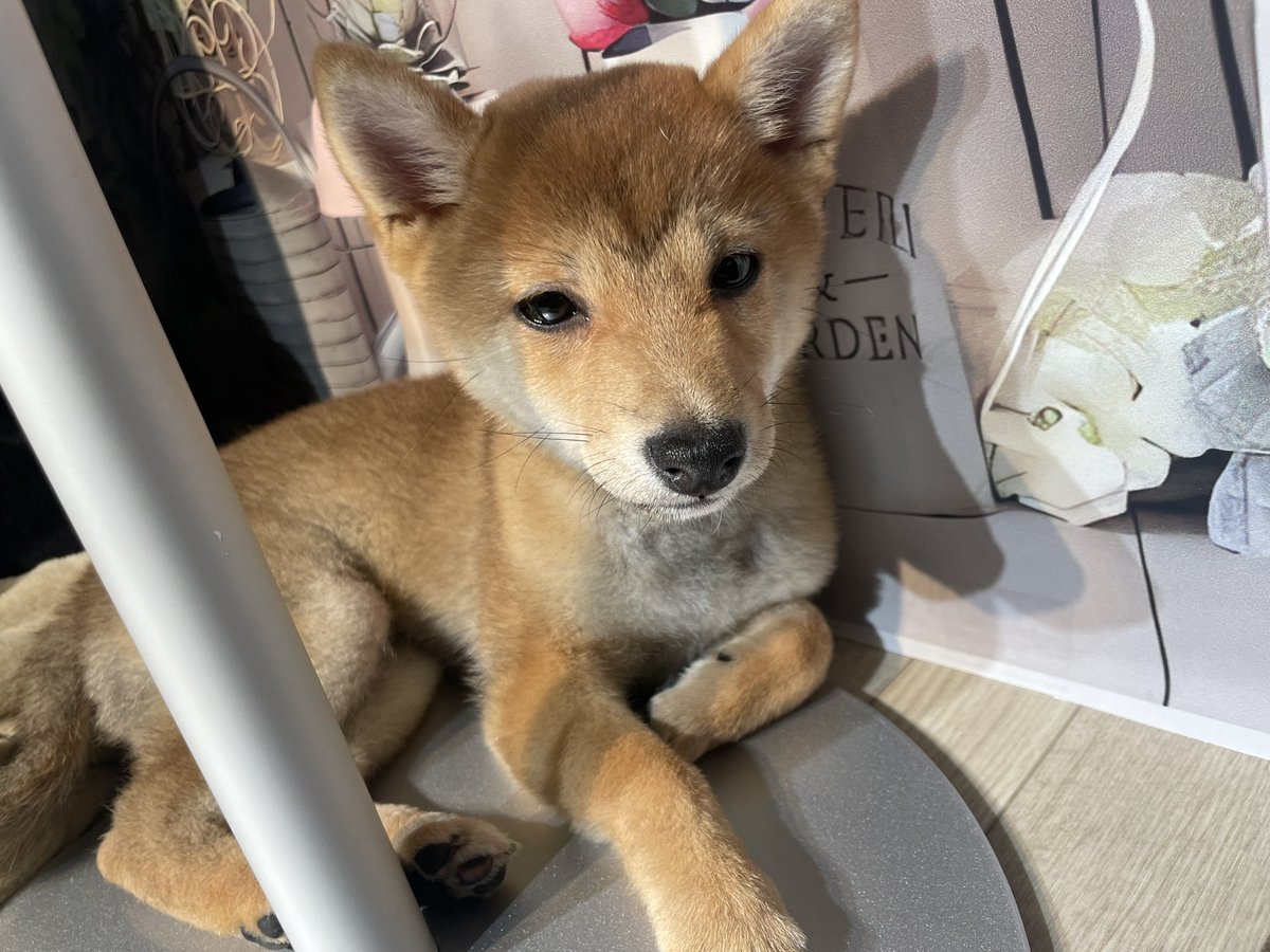usa36789's tweet photo. 犬と触れ合って来た✌️ https://t.co/RZKe3N77EV