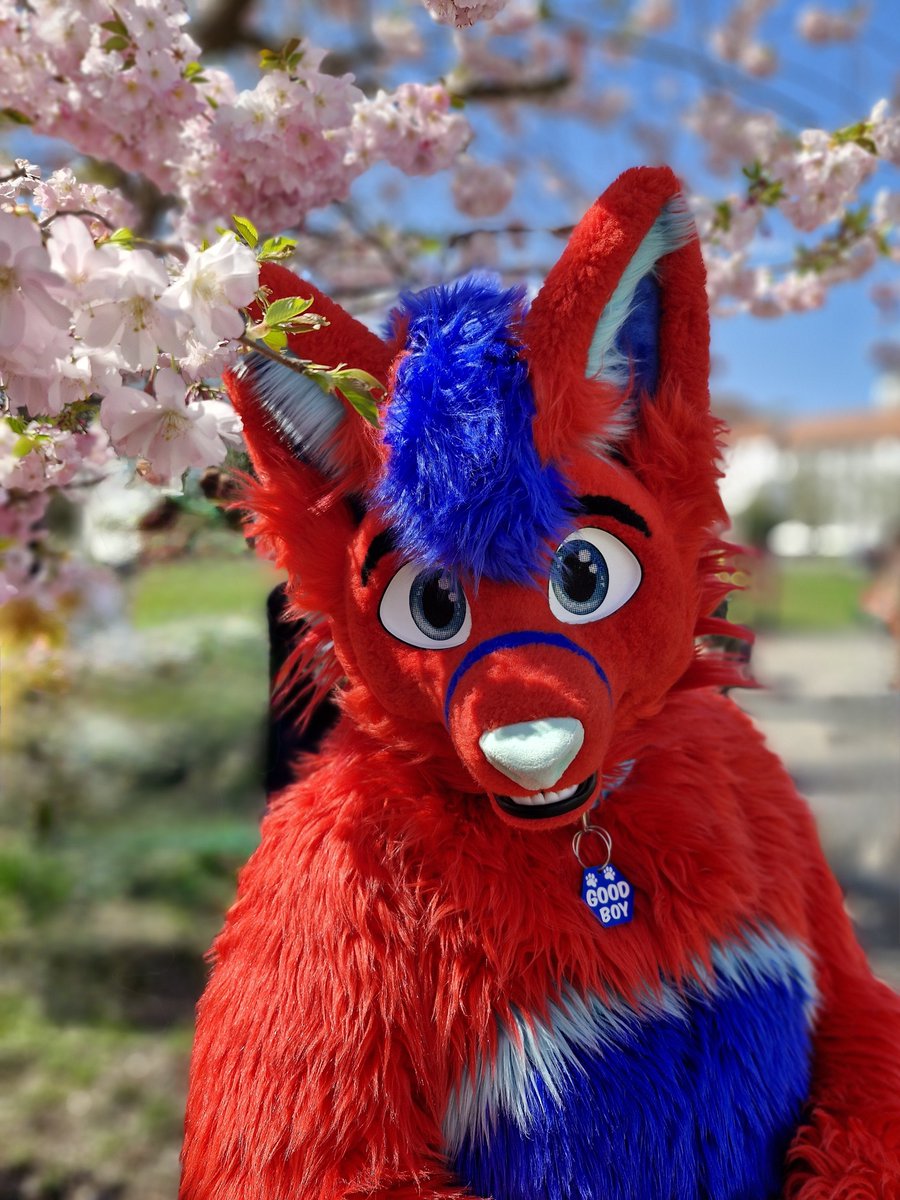 Proli 🦊❤️💙 🛤️🔜EAST, EF, FV tweet media