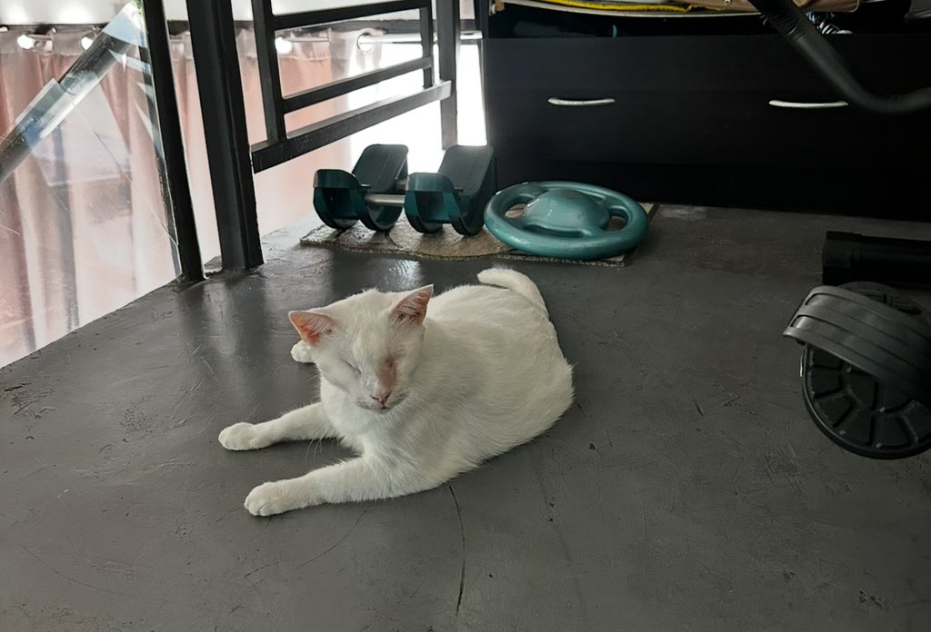 CottonTheBrave's tweet photo. Hello pals! I’m back to gym duty. Making sure Mumsy gets her exercise. (It used to be Vinnie but he sleeps on the job!) 😸 https://t.co/2dpWXmIm8M