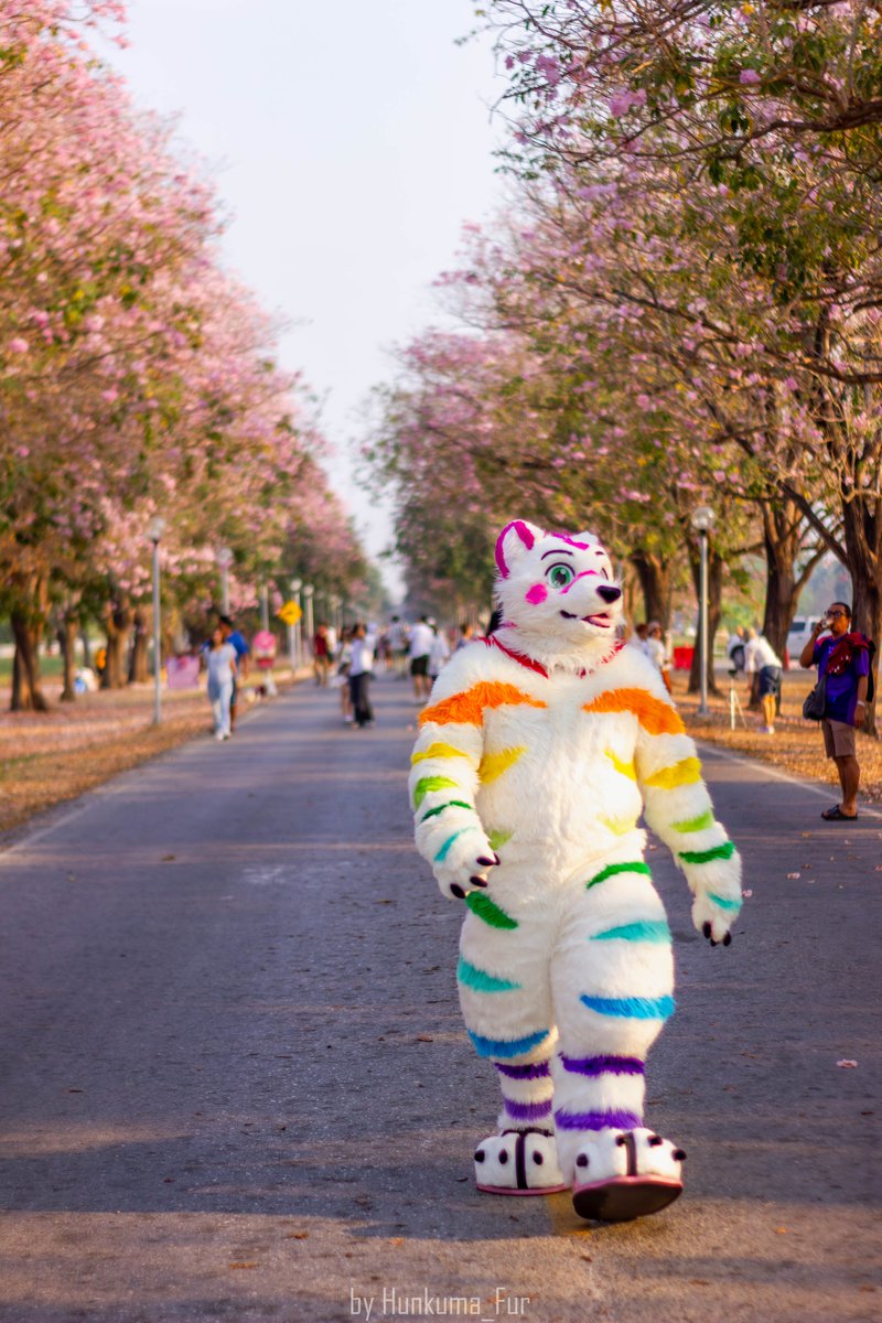 MungMingTiger ➡️ ThaiTails2026🇹🇭 tweet media