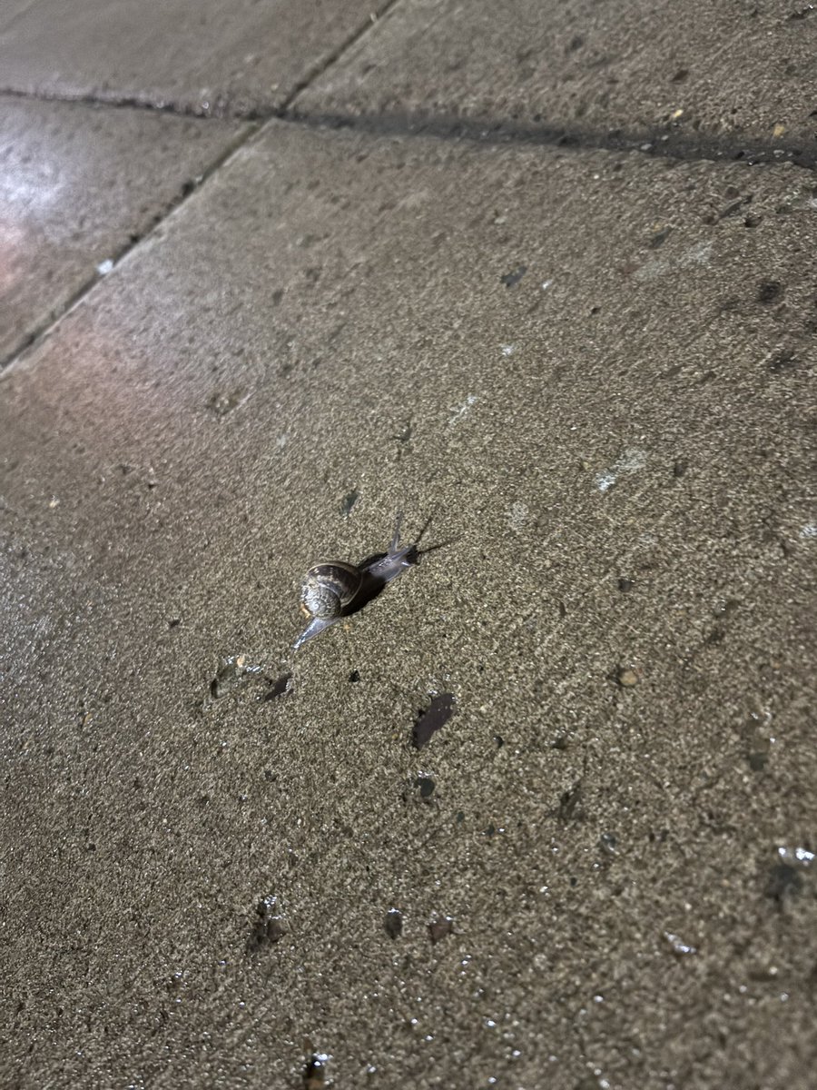 KurenTheTurtle's tweet photo. YOOOOO Found this lil guy he’s got places to be https://t.co/BWNRTvdHKt