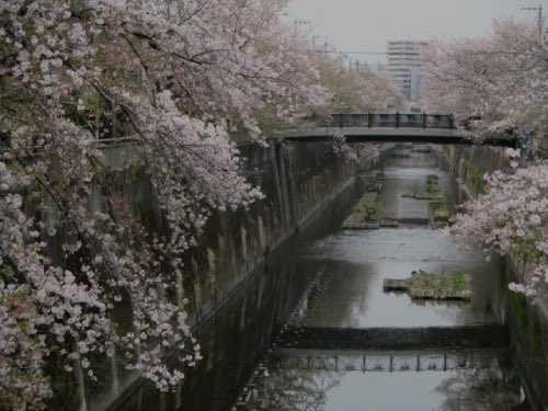 中板橋付近の桜の様子を毎日お届けします！
 
【2025年 #なかいたさくら便り】4月11日の桜
 
半分くらい葉っぱに変わったよ(´･ω･`;)

なかいた さくらブログ
nakaita.com/sakura/
 
#さくら #sakura #中板橋 #石神井川 #桜 #桜祭り #花見