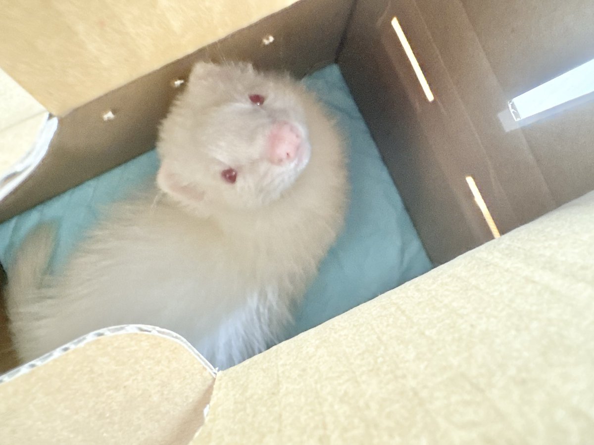 ___glrk's tweet image. \\ New Face //
His name is key