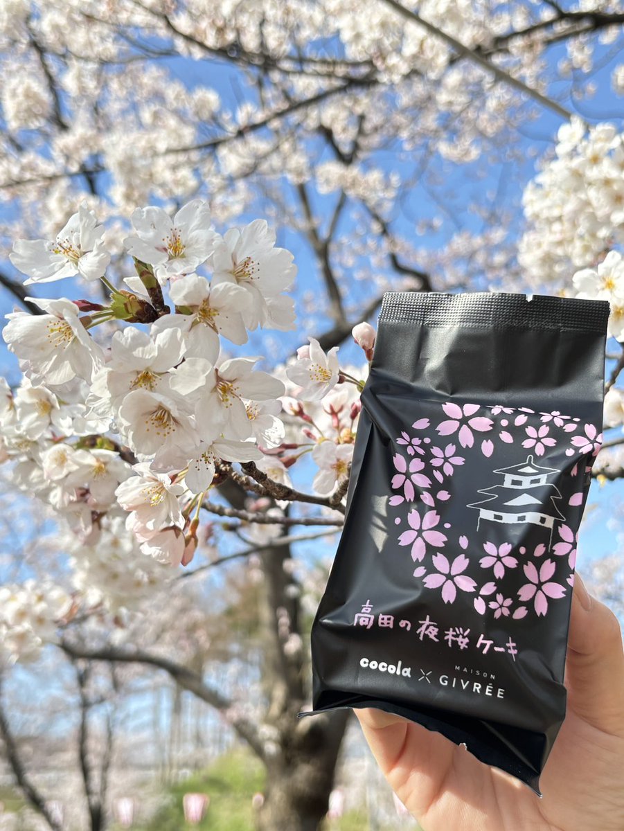 cocola_joetsu's tweet photo. 高田城址公園観桜会、満開です🌸　ぜひお出掛けください！おみやげに高田の夜桜ケーキをお忘れなく😊 https://t.co/PiIYHSFkhG