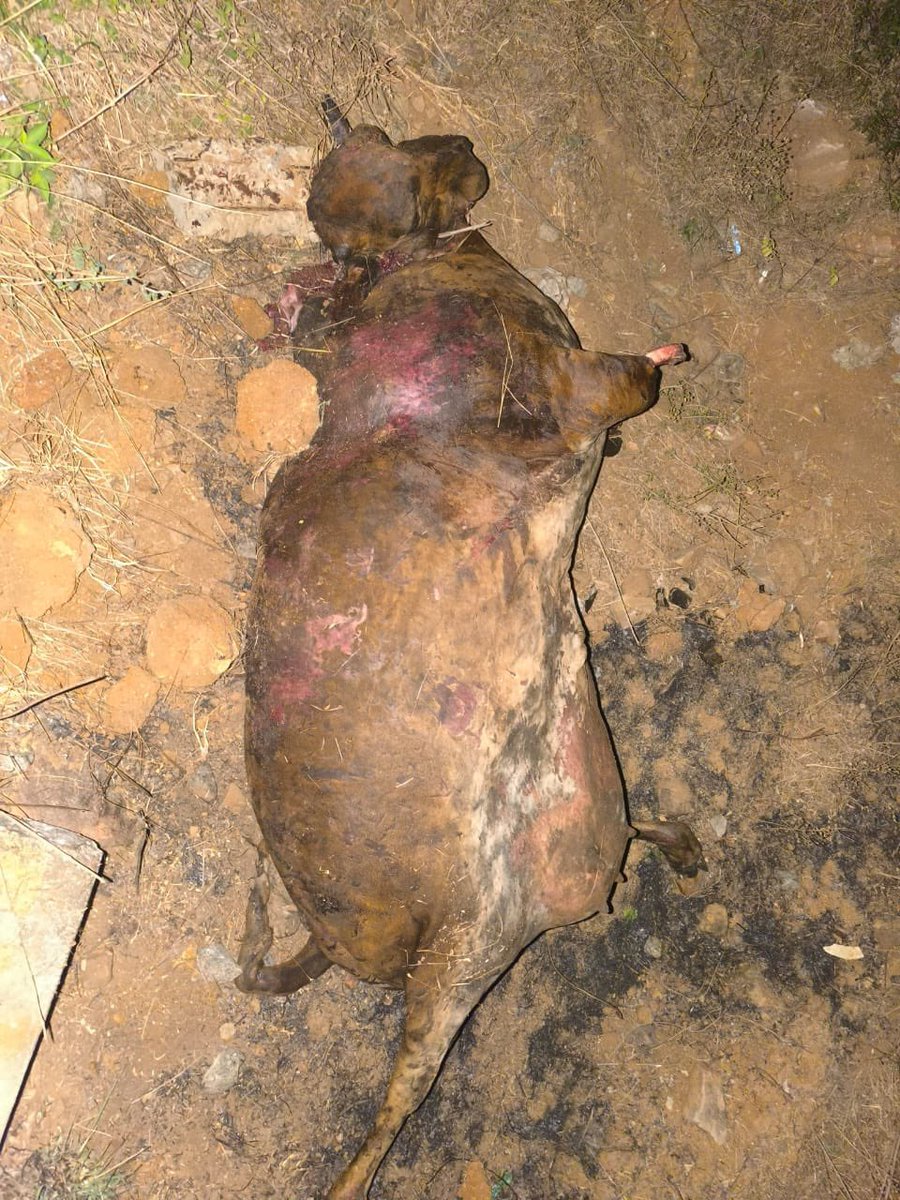 YSRCParty's tweet photo. 🚨 #JusticeForTTDCows

Heartbreaking scenes emerge from the TTD Goshala, where nearly 100 innocent cows have lost their lives over the past 3 months due to sheer neglect and poor maintenance. A silent tragedy is unfolding in a sacred space meant to shelter and protect them…

#SaveTirumala
#TTDGoshalaNegligence
#BRNaiduUnfitForTTD
#CBNFailedCM
#APisNotinSafeHands

@thewire_in @ndtv @IndiaToday @TimesAlgebraIND @timesofindia @TimesNow @ANI @BBCIndia @firstpost @CNNnews18 @BBCBreaking @ABPNews @News18India @ThePrintIndia @the_hindu @IndianExpress @DeccanChronicle  @PTI_News @WIONews @sardesairajdeep @umasudhir @rohini_sgh @ravishndtv @BDUTT  @sagarikaghose @rahulkanwal @ShekharGupta  @thenewsminute @republic @TheSouthfirst @htTweets @JagranNews @scroll_in @ZeeNews @EconomicTimes @NewIndianXpress