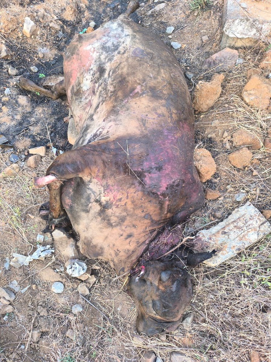 YSRCParty's tweet photo. 🚨 #JusticeForTTDCows

Heartbreaking scenes emerge from the TTD Goshala, where nearly 100 innocent cows have lost their lives over the past 3 months due to sheer neglect and poor maintenance. A silent tragedy is unfolding in a sacred space meant to shelter and protect them…

#SaveTirumala
#TTDGoshalaNegligence
#BRNaiduUnfitForTTD
#CBNFailedCM
#APisNotinSafeHands

@thewire_in @ndtv @IndiaToday @TimesAlgebraIND @timesofindia @TimesNow @ANI @BBCIndia @firstpost @CNNnews18 @BBCBreaking @ABPNews @News18India @ThePrintIndia @the_hindu @IndianExpress @DeccanChronicle  @PTI_News @WIONews @sardesairajdeep @umasudhir @rohini_sgh @ravishndtv @BDUTT  @sagarikaghose @rahulkanwal @ShekharGupta  @thenewsminute @republic @TheSouthfirst @htTweets @JagranNews @scroll_in @ZeeNews @EconomicTimes @NewIndianXpress