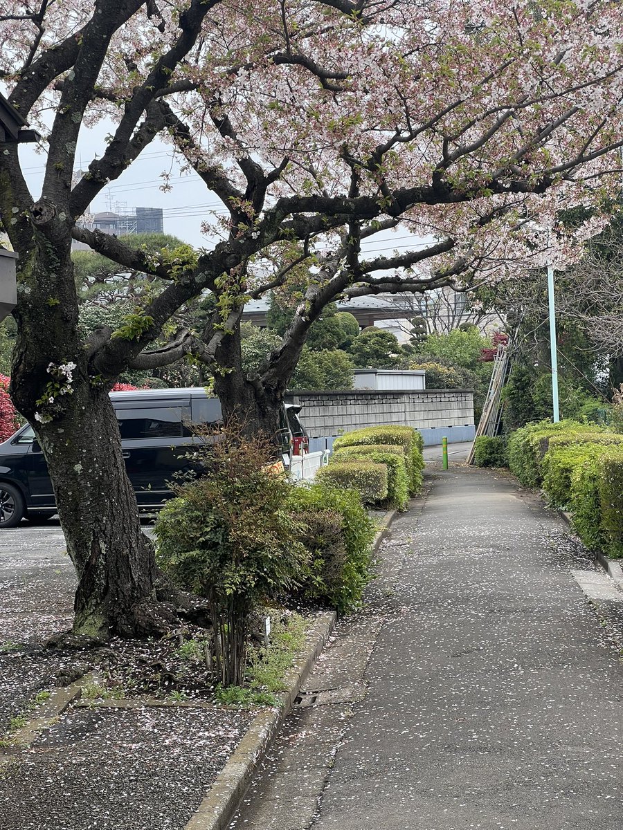 douglerner's tweet photo. Fallen cherry blossoms. #Tokyo https://t.co/tOhUAEu2cB
